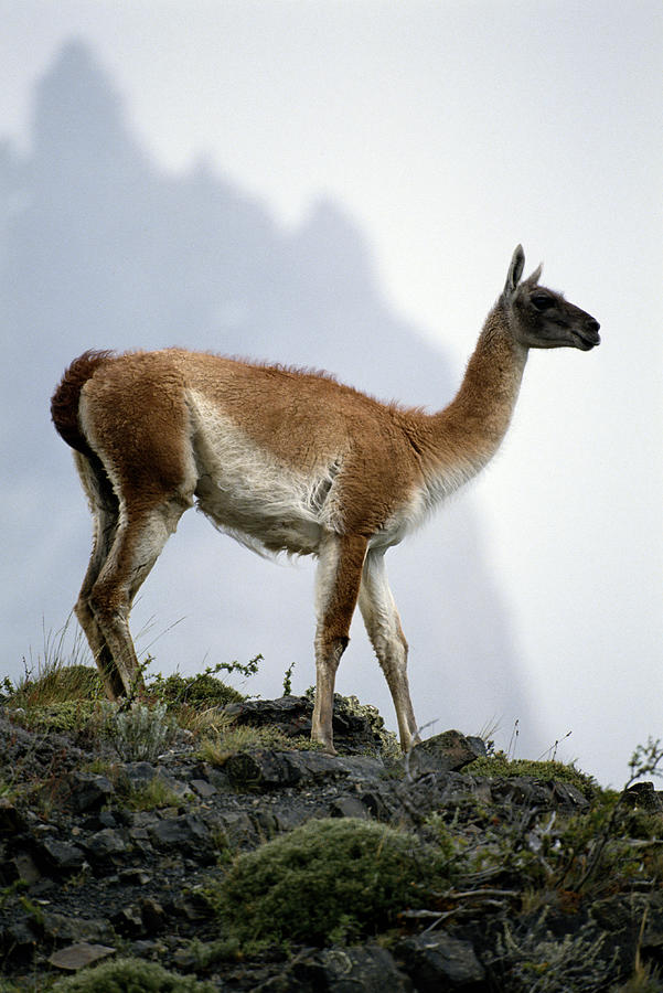 Guanaco At Torres Del Paine National Park In Chile Photograph by Joseph Van Os