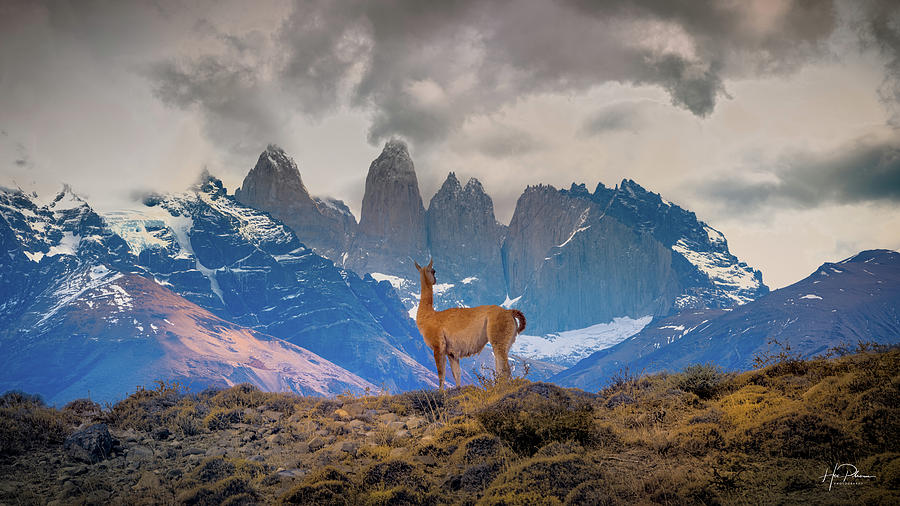 Guanaco Enjoying The View Photograph By Hoa Pham - Fine Art America