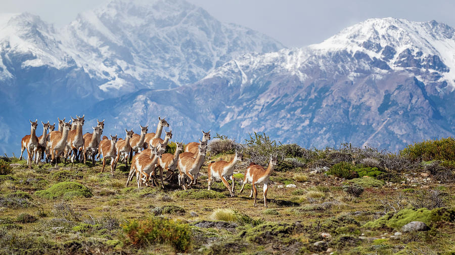 Guanaco Herd Patagonia Argentina Photograph