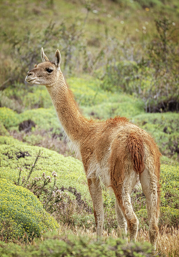 Wildlife Photograph - Guanaco in Chile by Joan Carroll