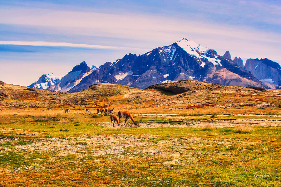Guanaco in Patagonia Photograph by Bruce Block