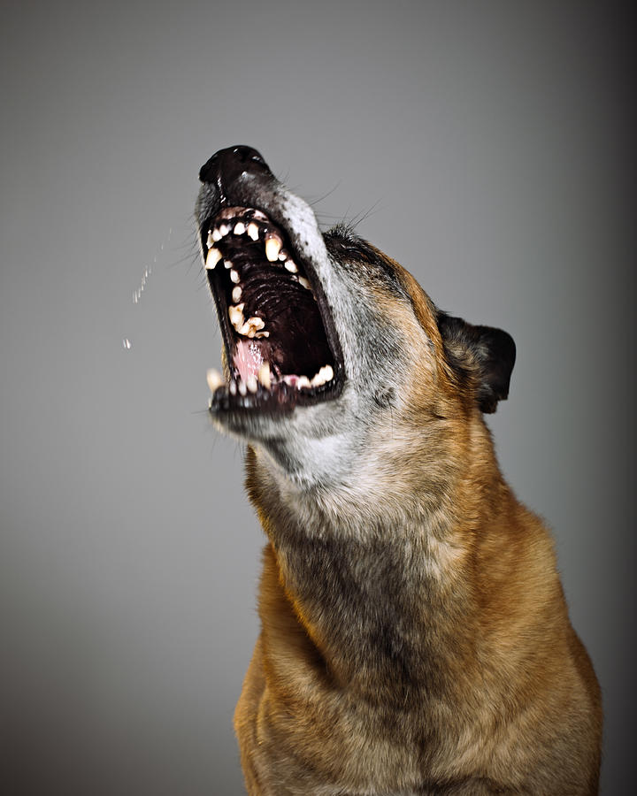 Guard dog Photograph by SensorSpot