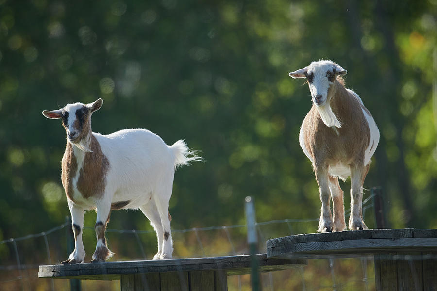 Guard Goats Photograph by Paul Freidlund