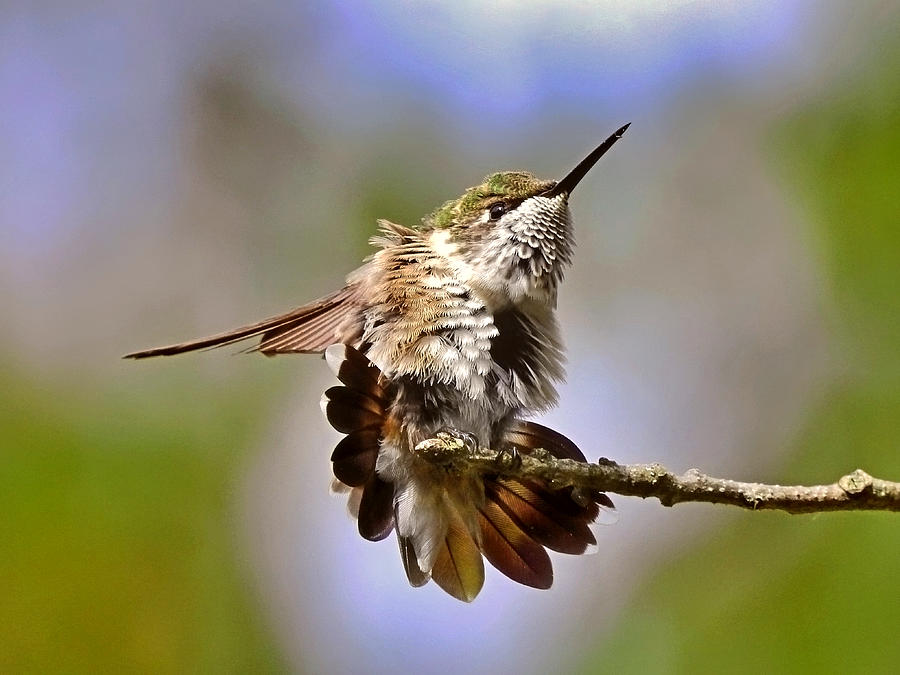 Bird Photograph - Guarded Female by Carmen Macuga