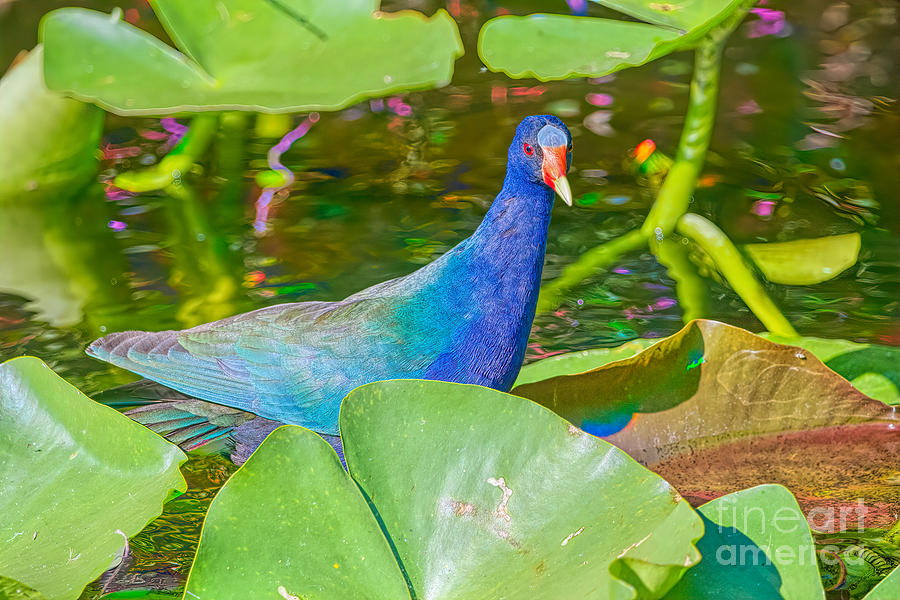 Guarded Gallinule Photograph by Judy Kay