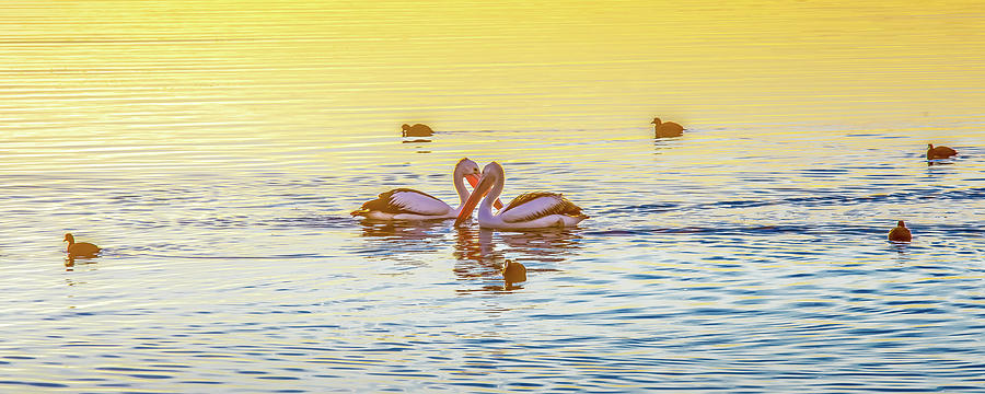 Pelican Photograph - Guarded Love by Az Jackson