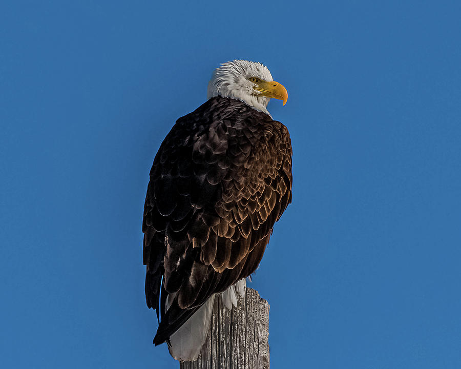 Guardian Eagle Photograph by Yeates Photography - Fine Art America