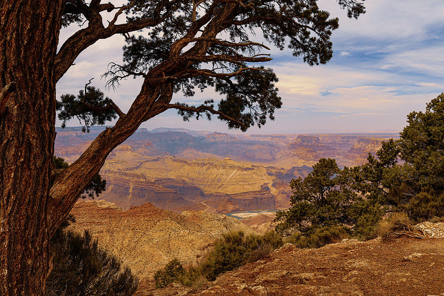 Guardian of Grandeur - A Trees View of the Canyon Photograph by Brigitte Blanchette Thompson Guardian of Grandeur - A Trees View of the Canyon Photograph by Brigitte Blanchette Thompson