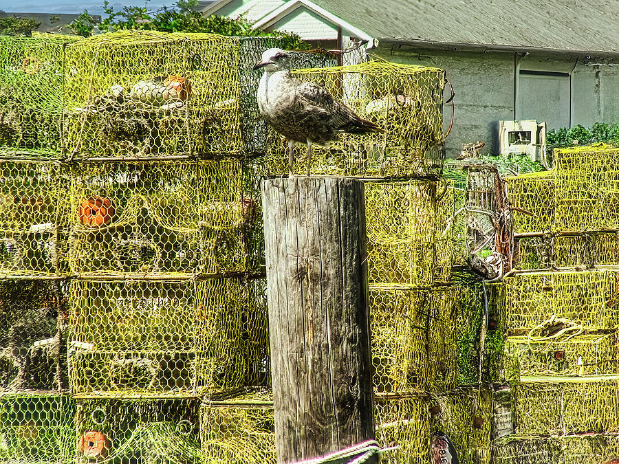 Fish Photograph - Guardian of the Crab Pots by Pete Federico Fish Photograph - Guardian of the Crab Pots by Pete Federico