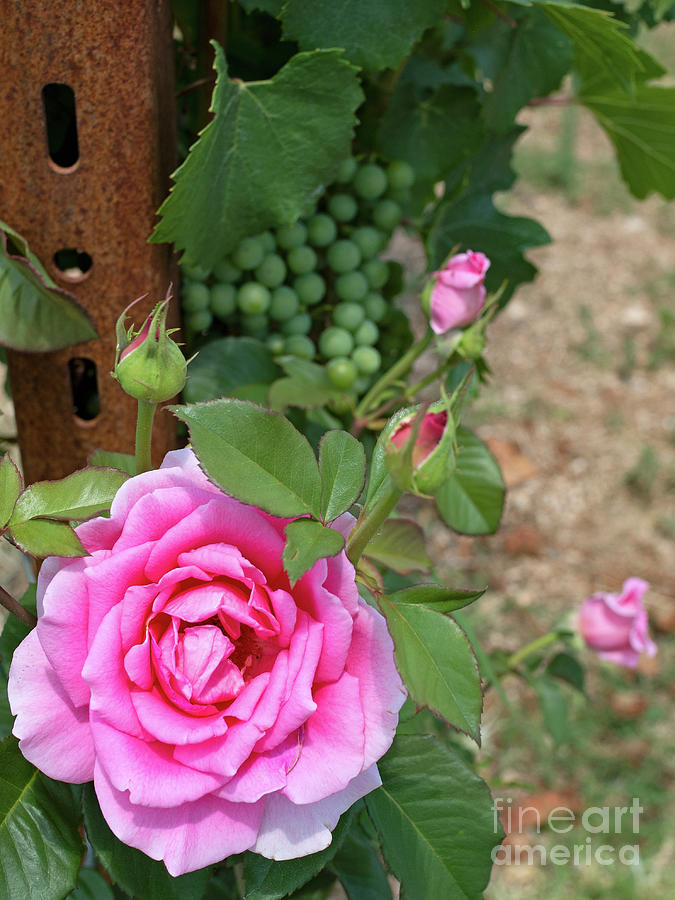 Guardian of the Grapes Photograph by Christopher Wentworth Guardian of the Grapes Photograph by Christopher Wentworth