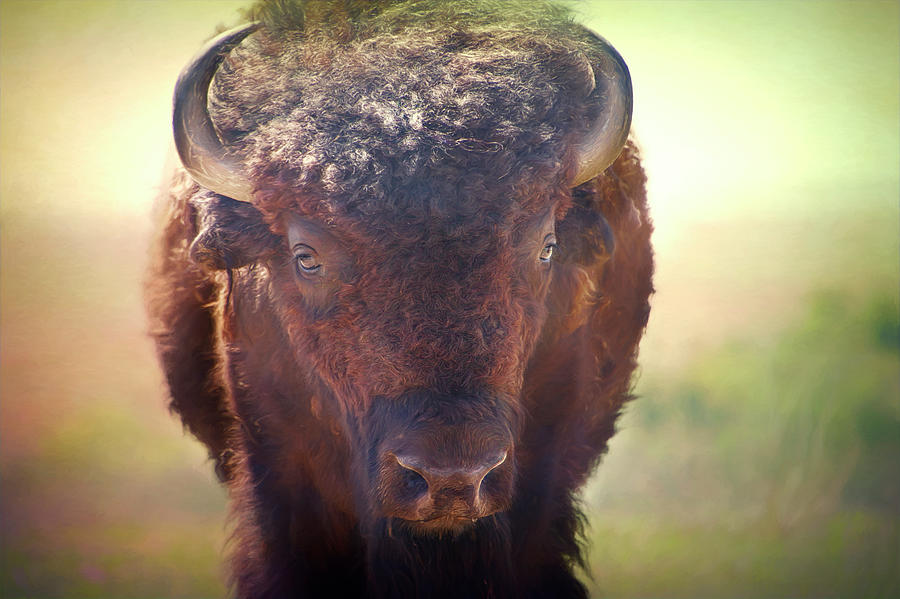 Guardian Of The Plains American Bison Photograph