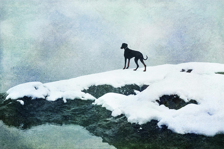 Guardian of the Winter Photograph by Randi Grace Nilsberg Guardian of the Winter Photograph by Randi Grace Nilsberg