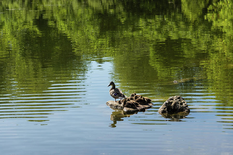 Guarding My Sleeping Family - a Mother Duck and Ducklings on the Pond Photograph by Georgia Mizuleva