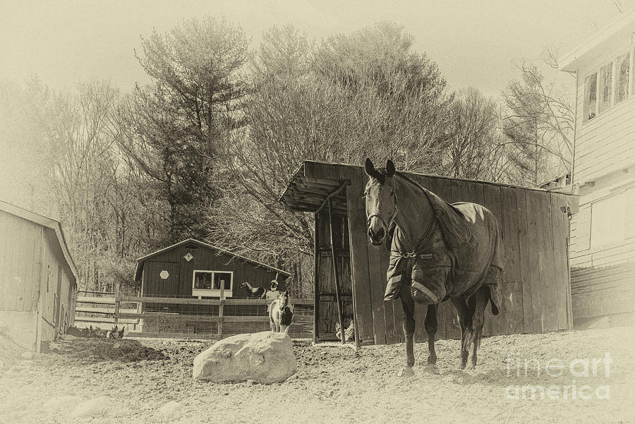 Guarding the Farm Photograph by Lorraine Cosgrove