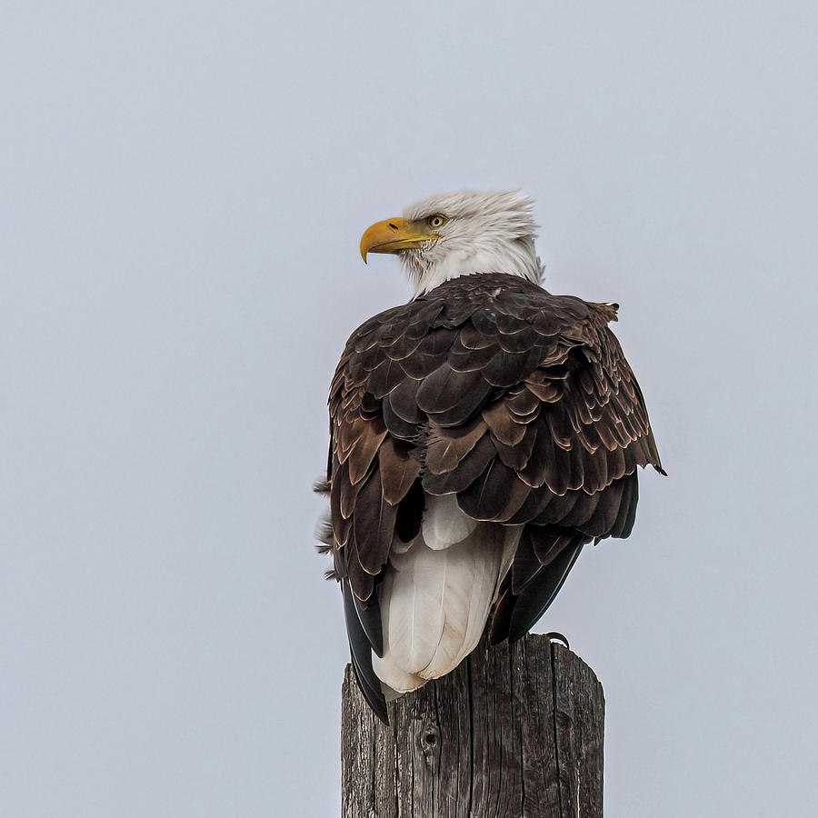 Guarding The Nest Photograph by Yeates Photography