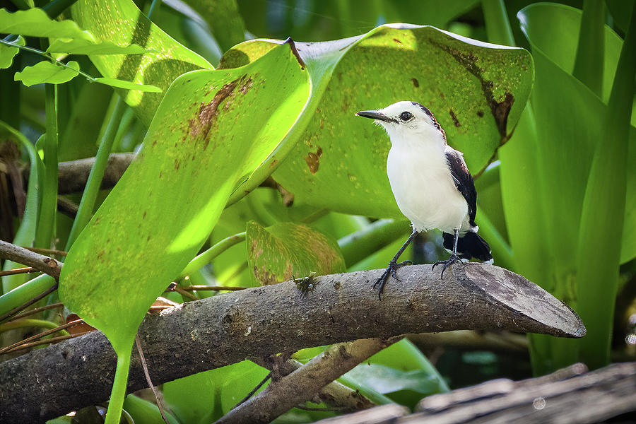 Pied Water Tyrant Caldas Colombia Photograph