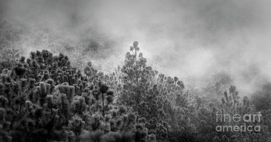 Guatemala Forest Landscape On Acatenango Volcano Black and White Photograph by THP Creative
