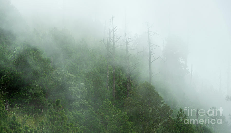 Guatemala Forest Landscape On Acatenango Volcano Photograph by THP Creative
