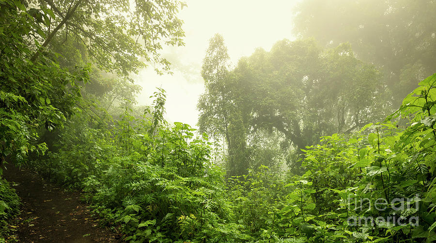 Guatemala Jungle Landscape Photograph by THP Creative
