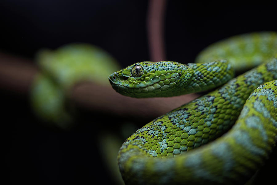 Guatemalan Palm Viper Photograph by Sebastian Davis | Fine Art America