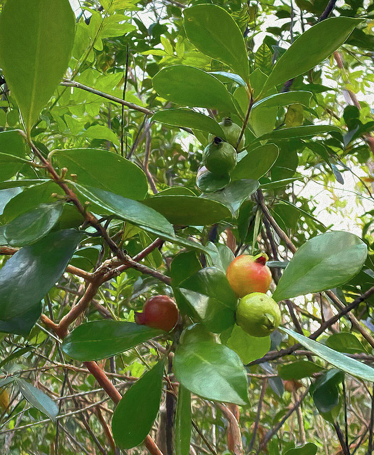 Guava Tree With Fruit  Mixed Media by Deborah League