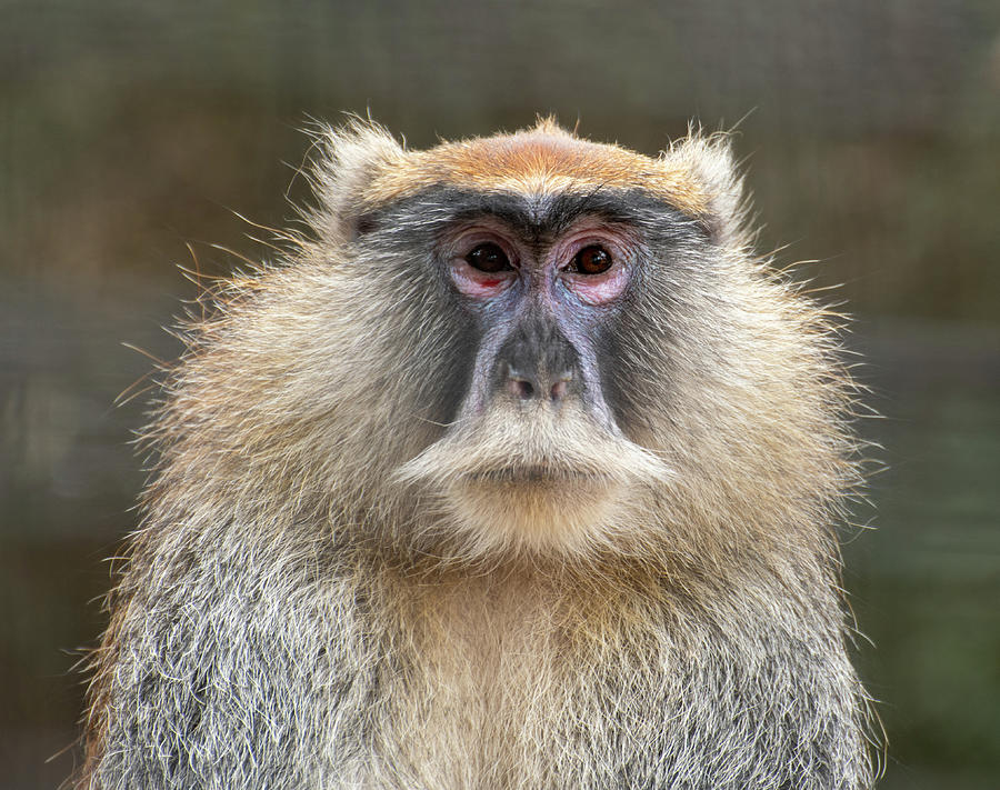 Guenon Monkey Photograph