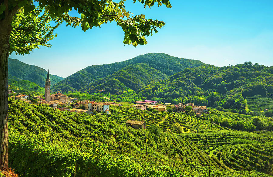 Vineyard Photograph - Guia Village and a Tree by Stefano Orazzini