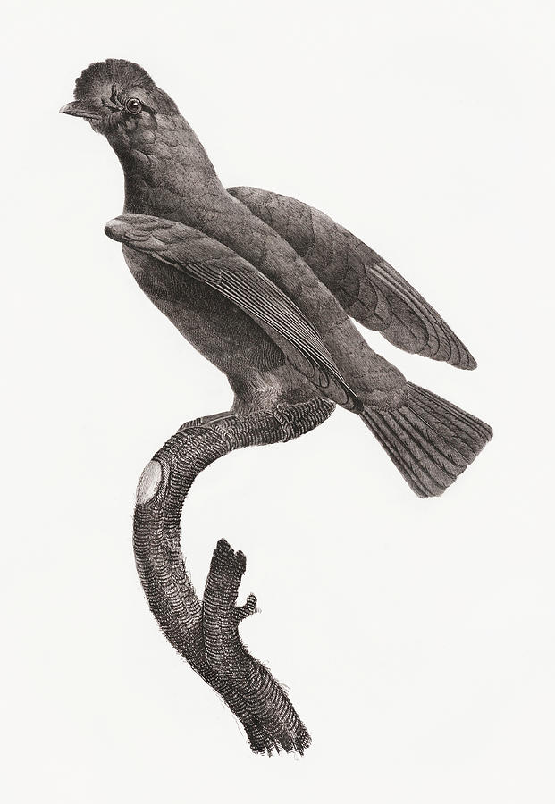 Guianan Cock Of The Rock Female -   Vintage Bird Illustration - Birds Of Paradise  Digital Art by Studio Grafiikka
