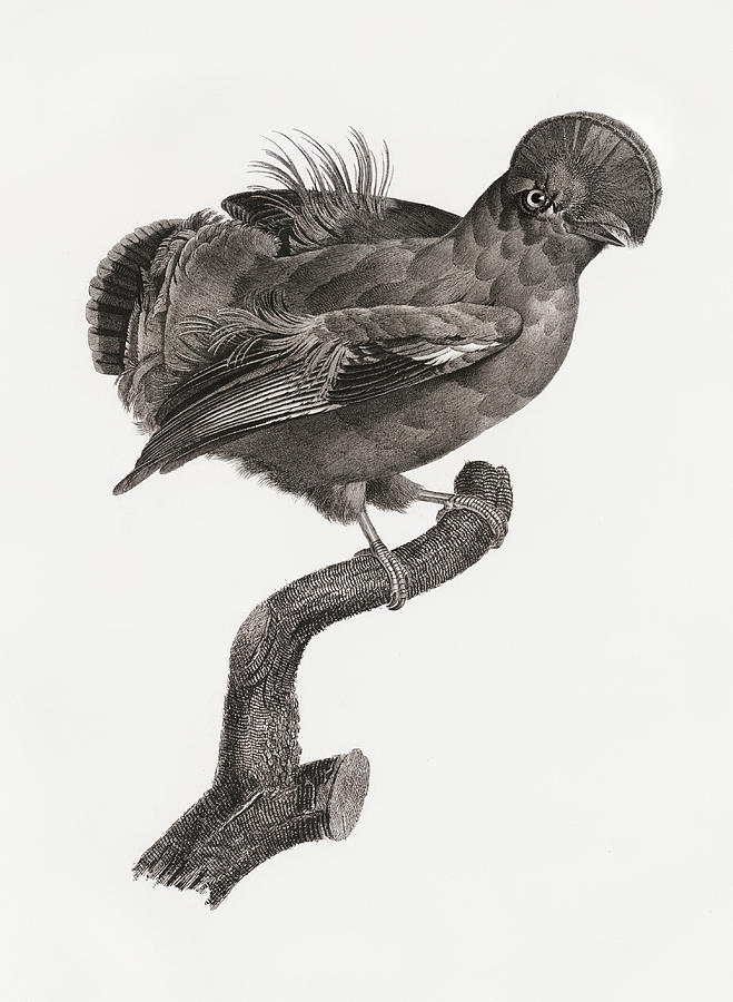 Vintage Digital Art - Guianan Cock Of The Rock Male -   Vintage Bird Illustration - Birds Of Paradise - Jacques Barraband  by Studio Grafiikka