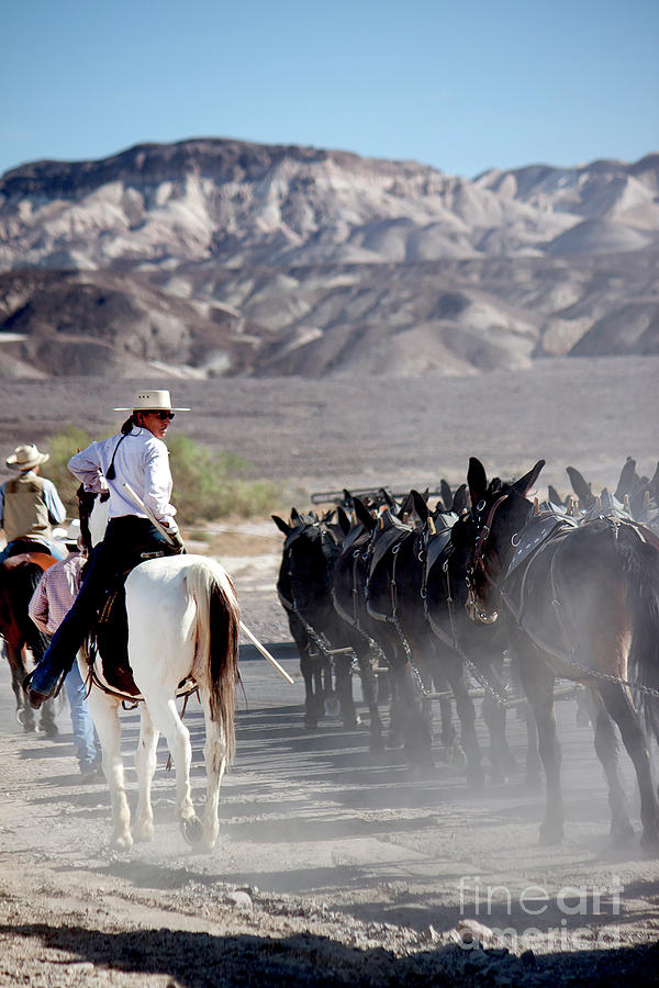 Guiding the Mules In Death Valley Photograph by Ivete Basso Photography