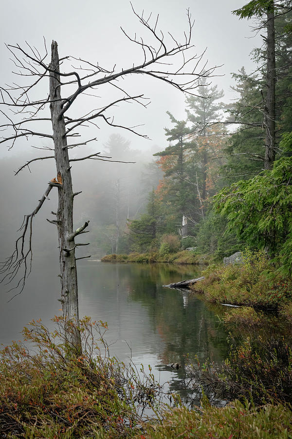 Guilder Pond in Fog Photograph by Jody Partin