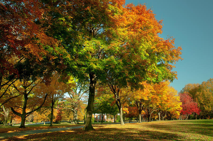 Guilford College Fall Entrance Photograph by Stephanie Thomas Fine