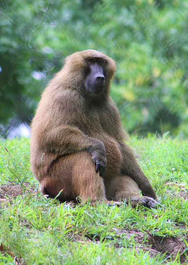 Guinea Baboon Photograph By Brittney Powers - Fine Art America