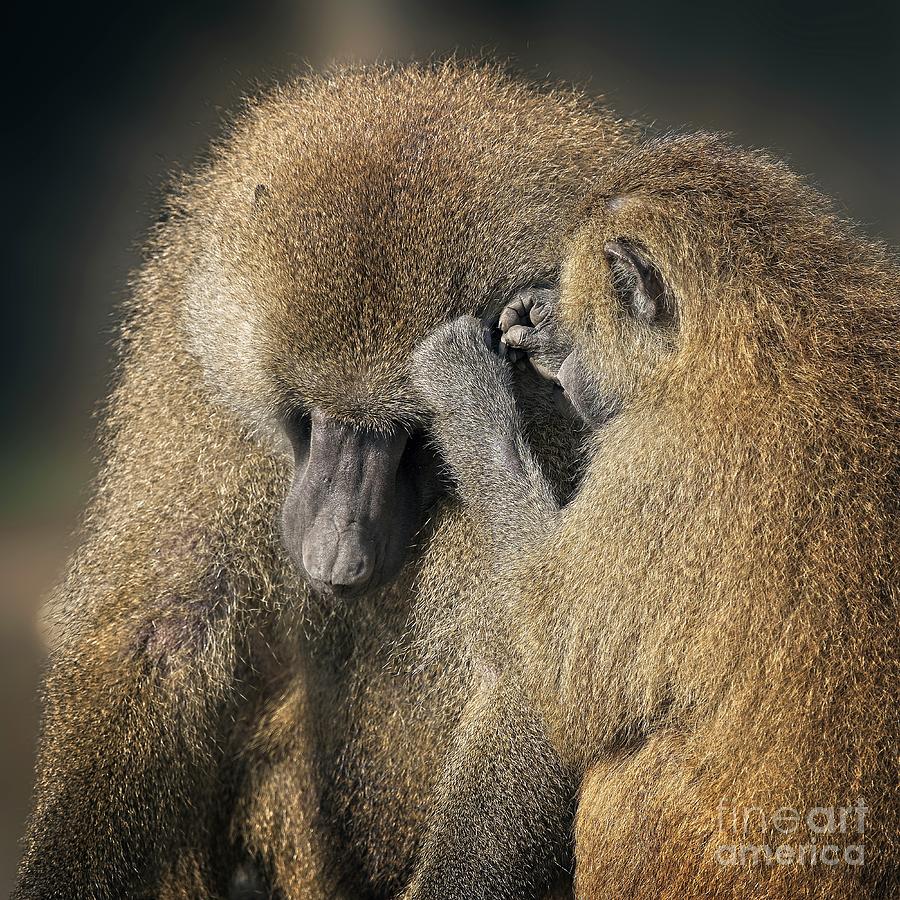 Guinea Baboons Grooming Photograph by Philip Preston