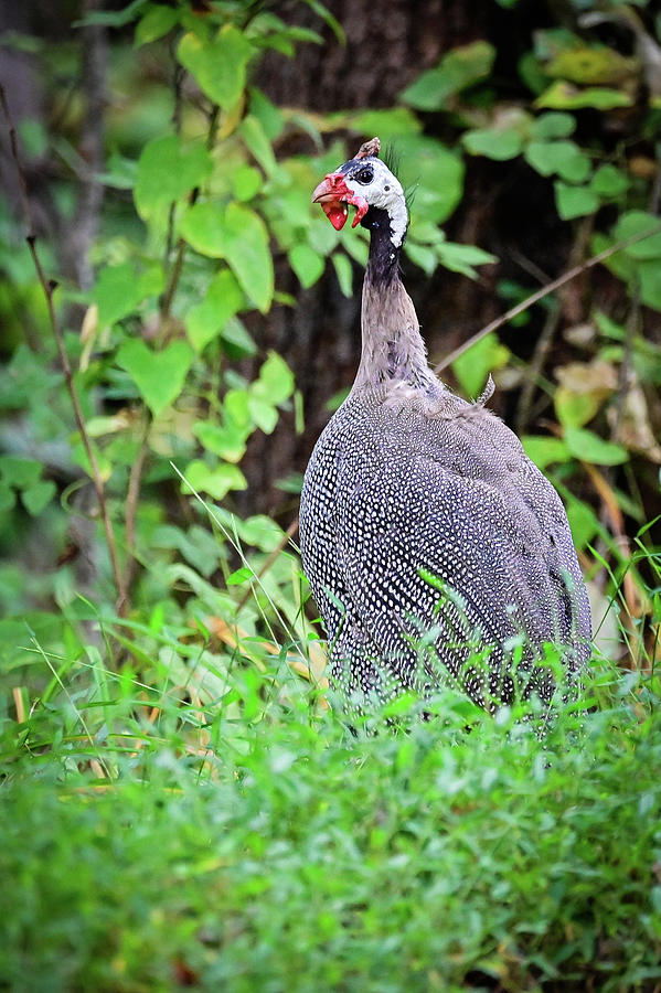 Guinea Fowl Photograph by Ed Stokes