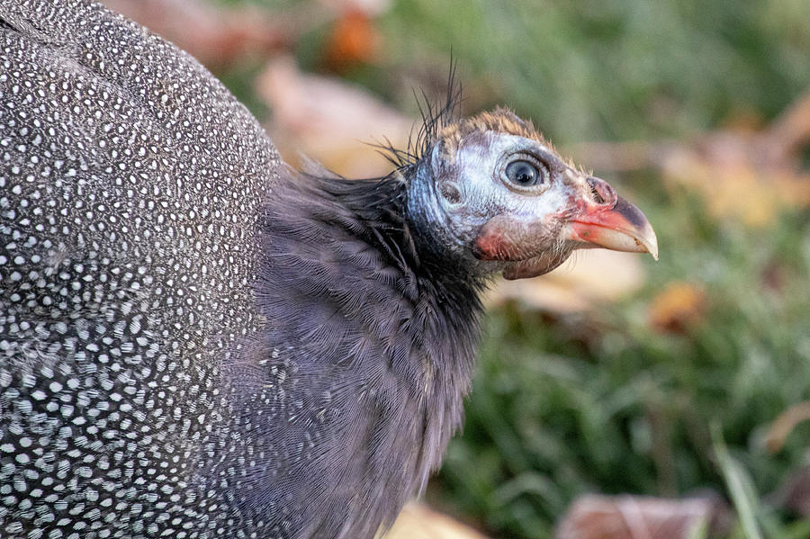 Guinea Hen Photograph by Catherine Avilez