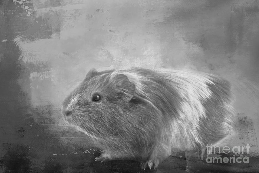 Black And White Photograph - Guinea Pig BW by Elisabeth Lucas