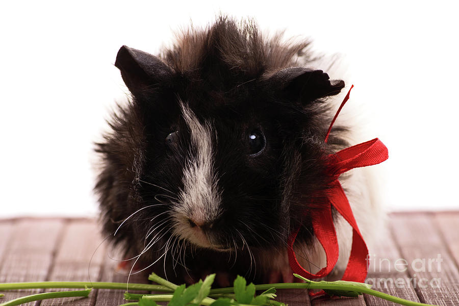 Guinea pig with a red ribbon eating parsley Photograph by Mendelex Photography