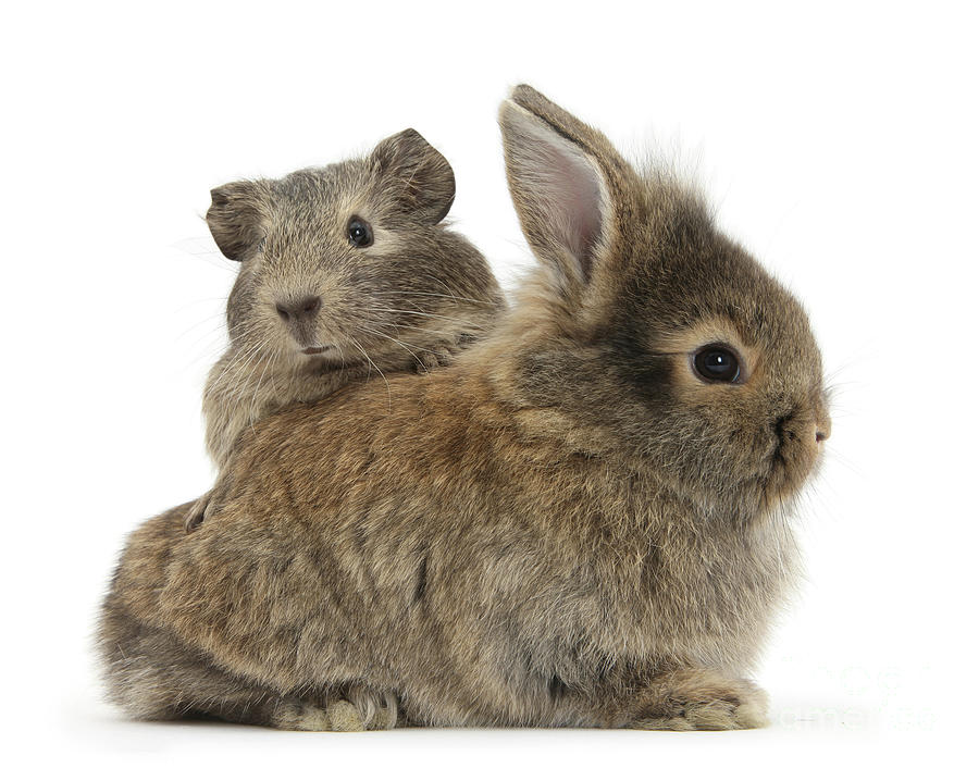 Guinea Piggy back by Warren Photographic Guinea Piggy back by Warren Photographic