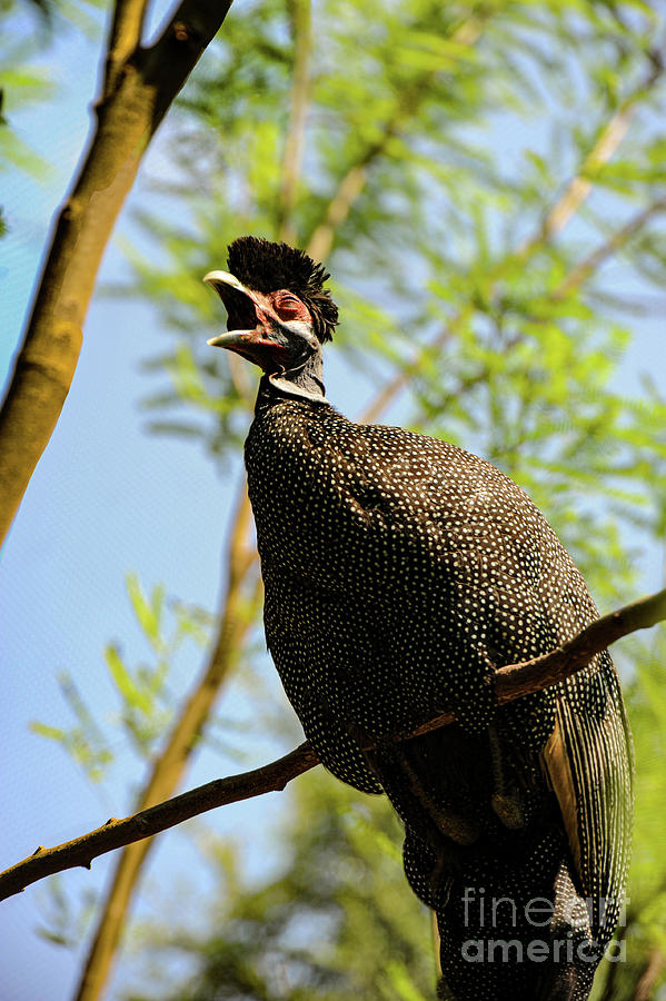 Guineafowl calling in a tree making an alarming sound.  Photograph by Gunther Allen