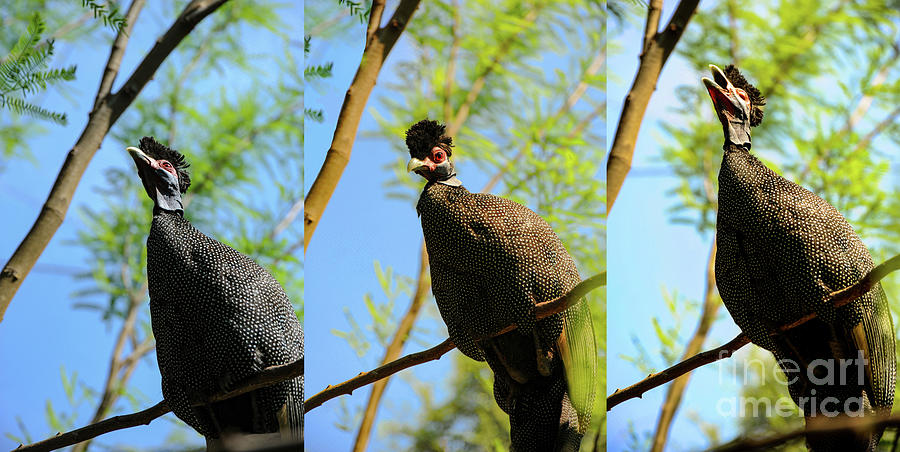 Guineafowl sequence of 3 photos show a Guinea Fowl cry or calling. Photograph by Gunther Allen