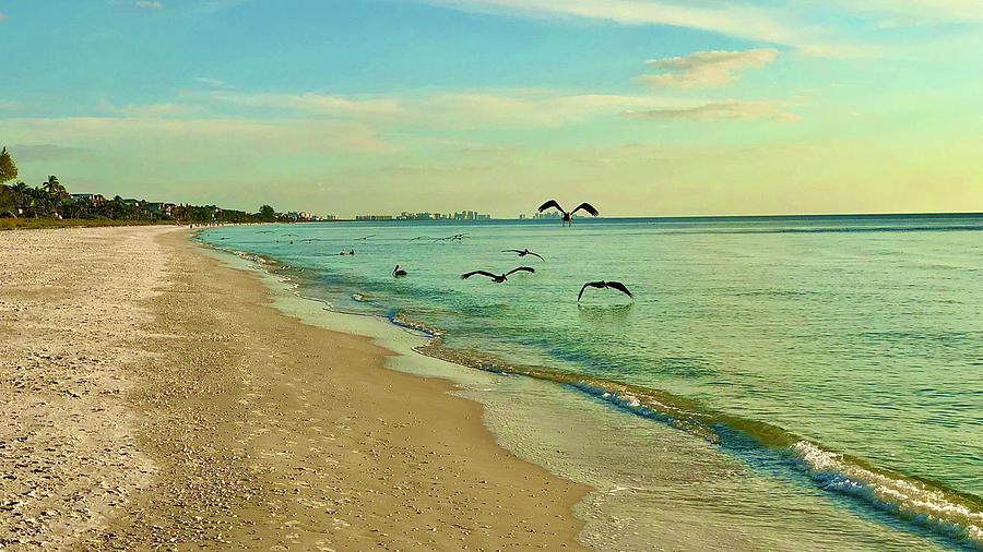 Gulf birds gliding in the wind Photograph by JD Fine Art America