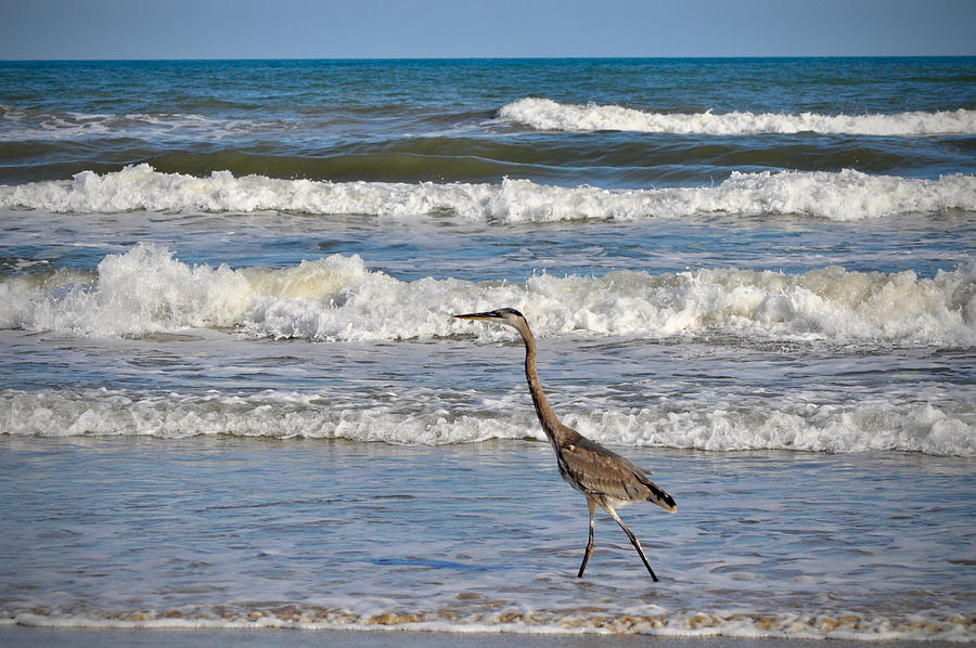 Gulf Coast Beach Birds Photograph