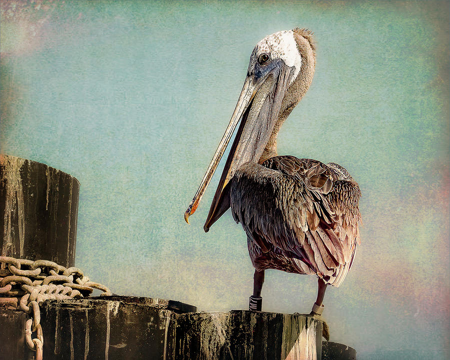 Gulf Coast Pelican Photograph by Cheri Freeman