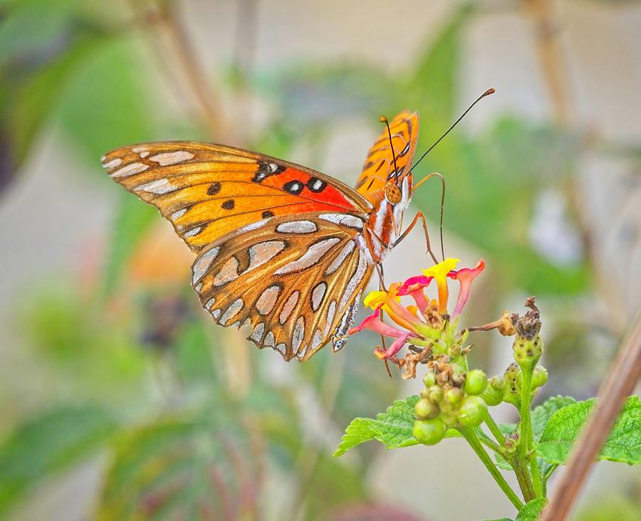 Gulf Fritilary Photograph by Michael Rodock - Fine Art America