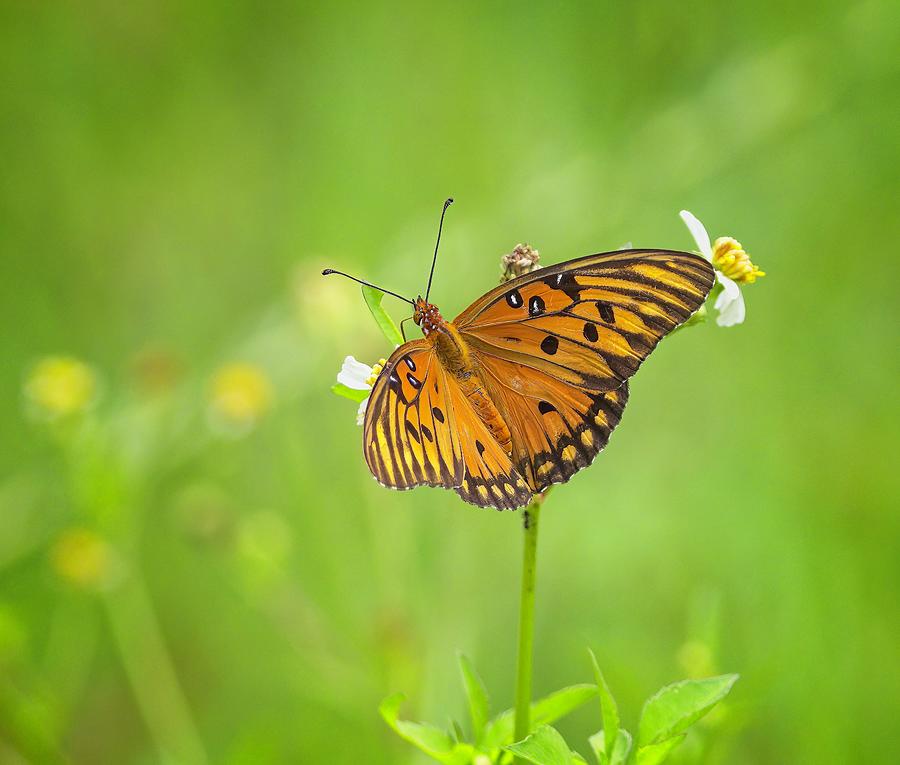 Gulf Fritilary On Tickseed Photograph By Michael Rodock - Fine Art America