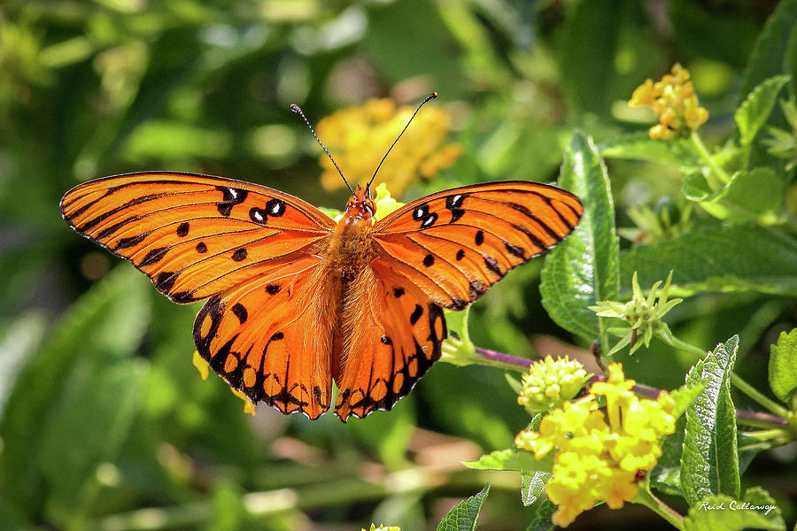 Gulf Fritillary 7 Passion Butterfly Lantana Flower Wildlife Art Photograph by Reid Callaway
