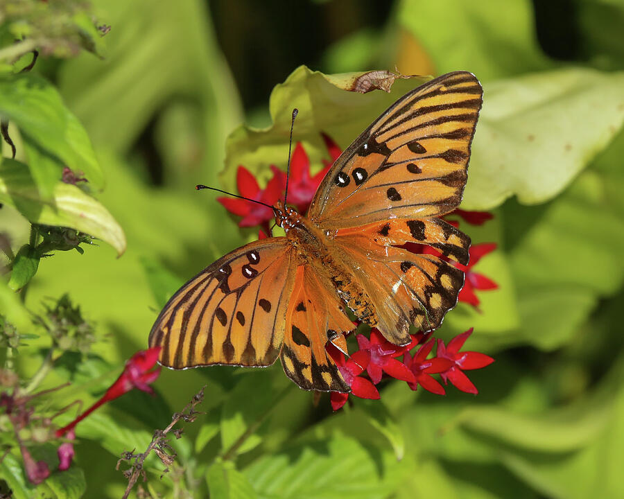 Gulf Fritillary and Red Blooms Photograph by Donna Kaluzniak - Fine Art ...