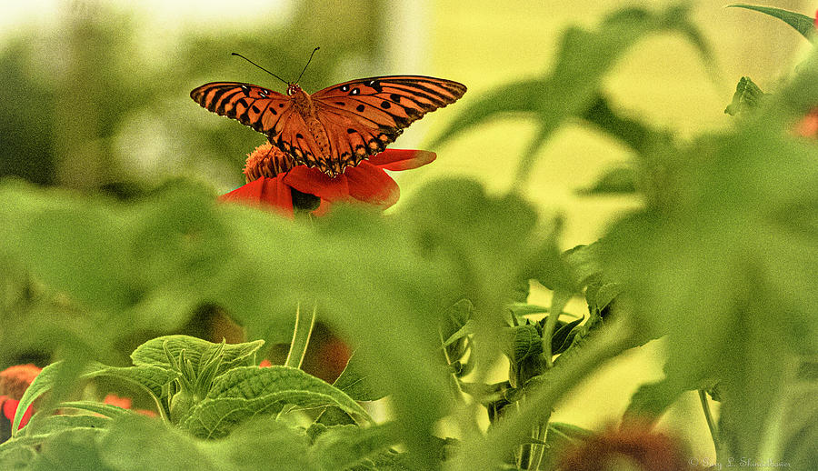 Gulf Fritillary Bright Orange Butterfly Photograph
