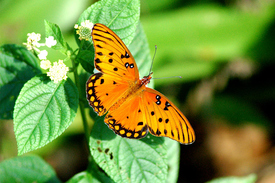 Gulf Fritillary Butterfly 9 Photograph by David Weeks